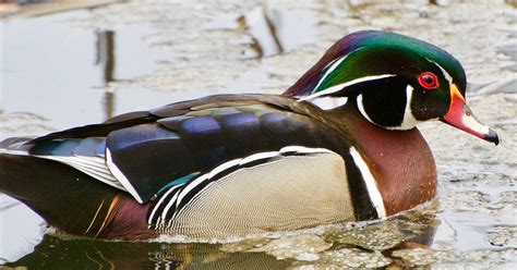 The one who will get the most number of votes from netizens from the combined social media and online polls after the voting period will be named most beautiful woman in the philippines 2020. here are the mechanics: One of the most beautiful ducks in the world keeps getting ...