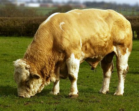 Foto Sapi 65 Foto And Gambar Sapi Potong Sapi Limosin Limousin Sapi Limosin Merupakan