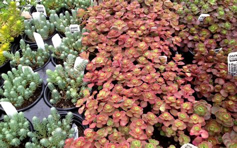 Culpepper's small houseleek is now generally called the white stonecrop. Red Carpet Sedum | David Rolston Landscape Architects ...