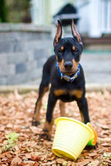 6 5 Months Old Cute Doberman Pinschers Dog Puppy For Sale Or