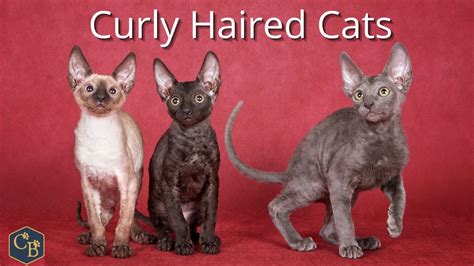 Curly Haired Cats Youtube