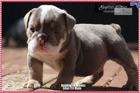 Once you bring a puppy home from a reputable english bulldog breeder in oklahoma, you will quickly see why they are considered to be one of the most popular breeds in the world. Sold: English Bulldog puppy for sale near Tulsa, Oklahoma ...
