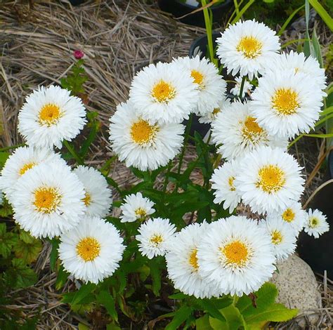 Shasta Daisies Plant Care And Collection Of Varieties