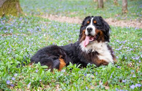 10 Bernese Mountain Dog Mixes And Why Youll Love Them Lovetoknow Pets