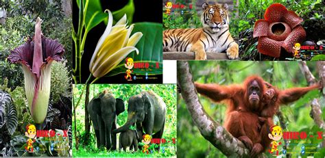 Mengenal Jenis Jenis Fauna Dan Flora Endemik Pulau Sumatra Hirojuara