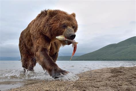 Kamachatka Brown Bear Photography By Sergey Gorshkov