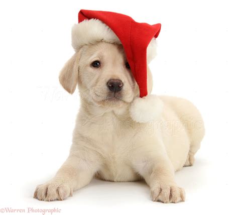 Dog Yellow Labrador Pup Wearing A Santa Hat Photo Wp27671