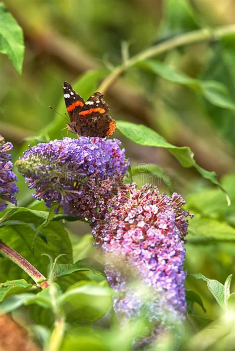 Red Admiral Butterfly On Buddleja Davidii Stock Image Image Of