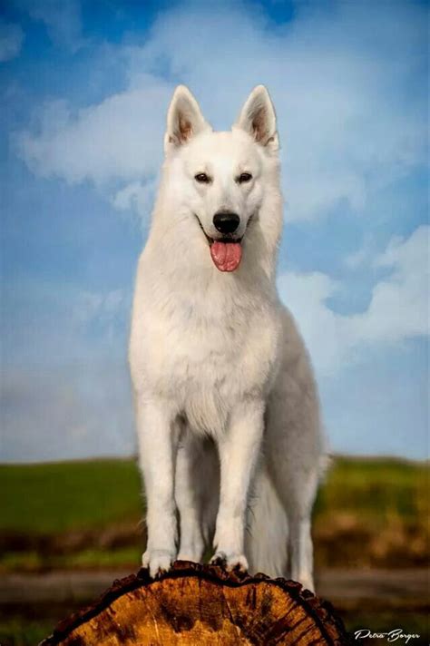 White German Shepherd Beautiful This Is What My Dog Will Look Like