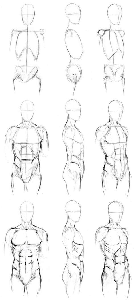 My ultimate guide to learn how to draw muscles for any body types! Basic Male Torso Tutorial by timflanagan | Drawings, Anatomy sketches, Drawing people