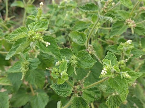 Wild Hairy Croton Weed Offensive Smelling Plant Stock Photo Image Of