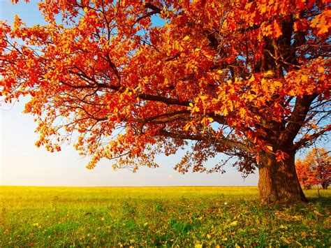 Download Wallpaper 1024x768 Red Tree Leaves In Autumn On The Prairie Hd