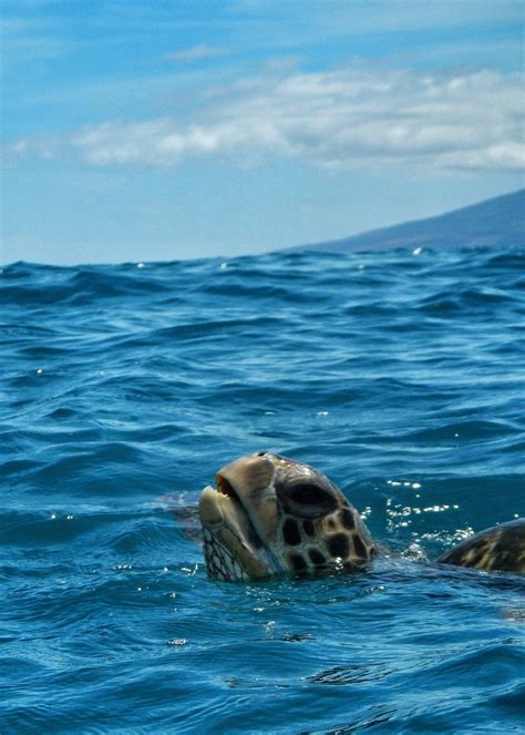 Honu Sea Turtle In Maui Hawaii ~ ~ Precious~ Sea Creatures Sea Animals Marine Life