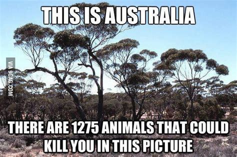 Australia Where Everything Tries To Kill You 9gag