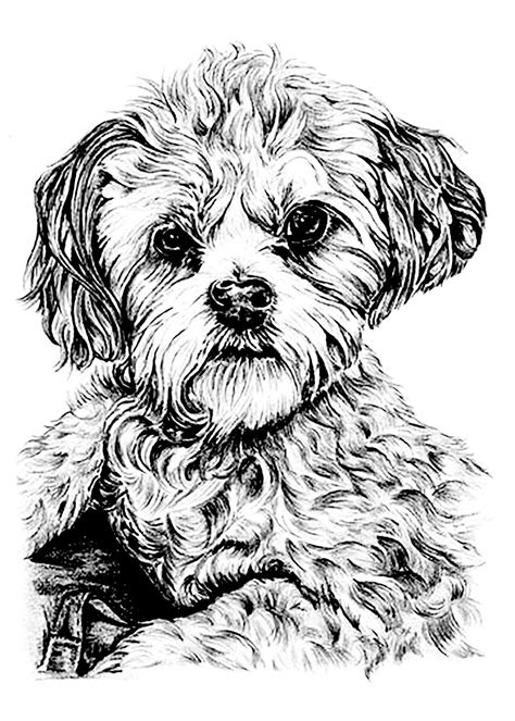 Dog Animals Coloring Pages For Adults Justcolor