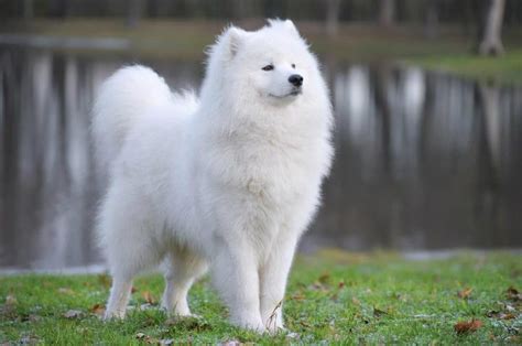 Samoyedwith Its Iconic Thick Double Layer Coat Thats As White As The