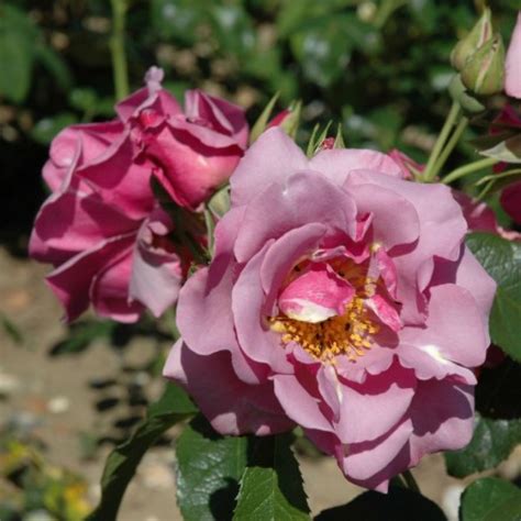 Blueberry Hill Rose 1600 Rosen Online Kaufen