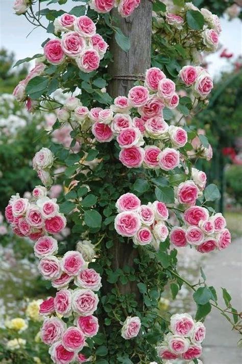Climbing Rose Eden Вьющиеся розы Посадка цветов
