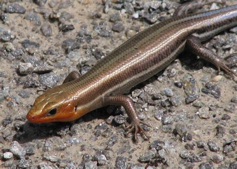 Five Lined Skink Adult Male 5 Lined Skinks And Green Anol Flickr