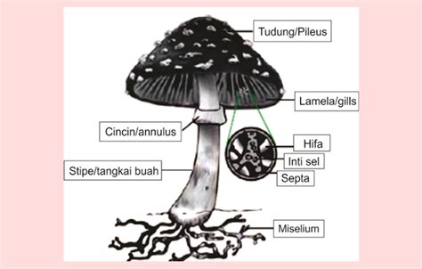 Fungi Jamur Pengertian Ciri Struktur Tubuh Klasifikasi Markas