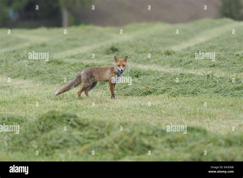 Dangerous Fox Hi Res Stock Photography And Images Alamy