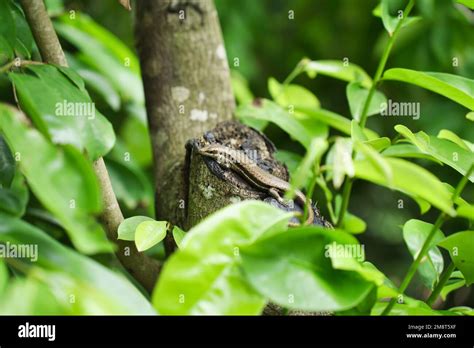 Bronze-eyed geckos, an endemic species of Seychelles Stock Photo - Alamy