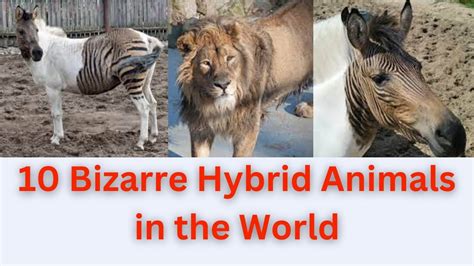 10 Bizarre Hybrid Animals In The World Youtube