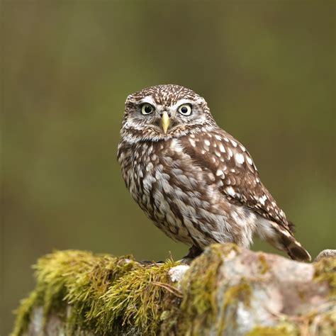 Trogtrogblog Bird Of The Week Little Owl