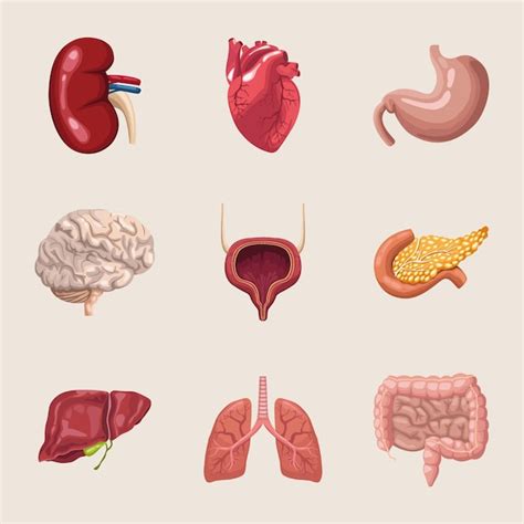 Realistic Human Organs Set Anatomy Royalty Free Vector Image The Best