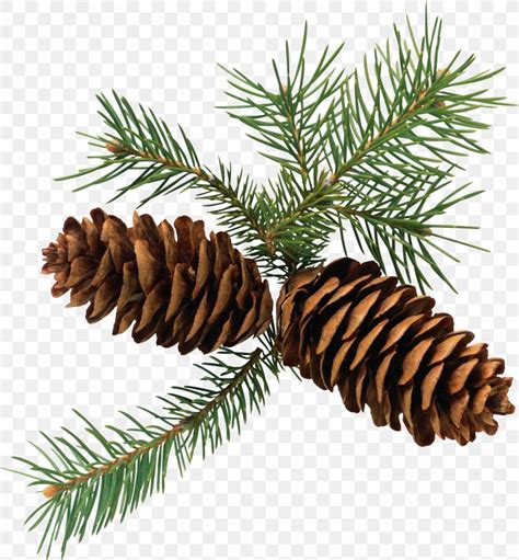 Pine Conifer Cone Branch Fir Clip Art Png 2683x2896px Pine Branch