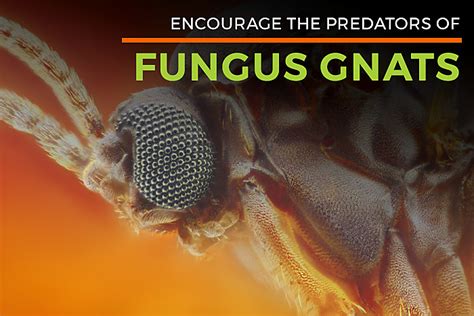 Fungus Gnat Lifespan Gnat Killer Life Cycle Of Fungal