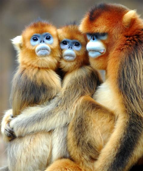 In fact, among the top reasons to visit some of the countries here would be to marvel at the wildlife, and there is no denying that africa is home to some of the most majestic animals in. Africa | Golden monkey - found in central Africa | | Cute ...