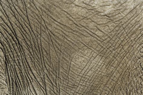 African Elephants Skin Stock Image C0039511 Science Photo Library