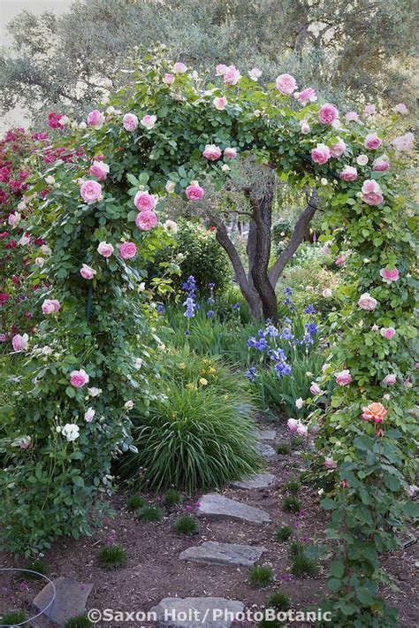 Trellis Of Climbing Roses Beautiful Gardens Cottage Garden Romantic