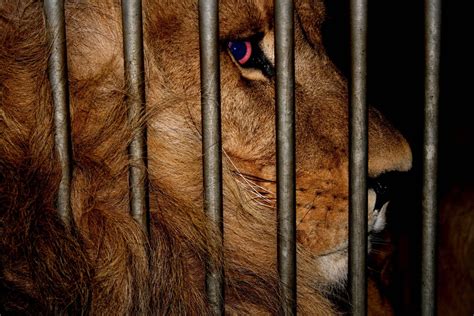 Free Lion In The Cave Stock Photo