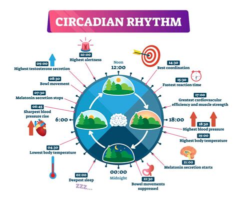 Optimizing Your Circadian Rhythm For Better Sleep And Health Cibdol