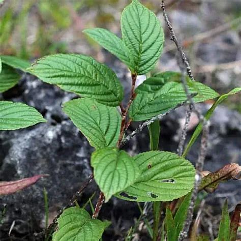 13 Most Invasive Plants In Michigan With Pictures Pond Informer