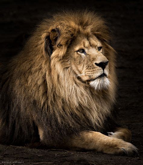 From Amazing Photography Site Leones Animales Animales