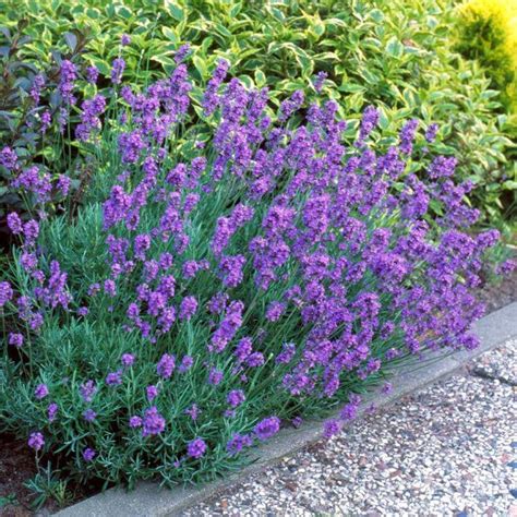 Hidcote Purple Lavender Plants For Sale Fastgrowingtrees Lavender