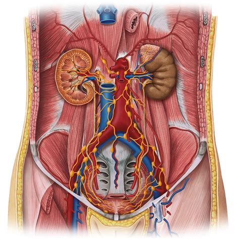 Located toward the front of the body, is Lymphatics of the abdomen and the pelvis (Anatomy) - Study ...