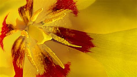1920x1080 Wallpaper Tulip Flower Spring Macro Yellow Red Peakpx