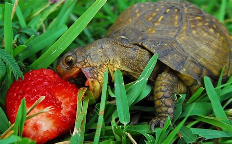 Tortuga Intentando Comer Fresa Tamaño 800x600 Cute Tortoise Baby