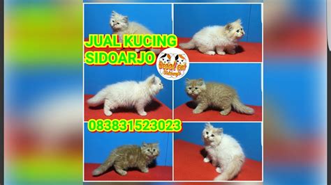 anak kucing persia...JUAL KUCING SIDOARJO 