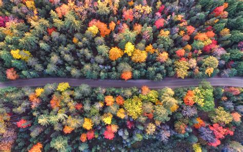 3840x2400 Autumn Path Of Forest Drone View 4k Hd 4k Wallpapers Images