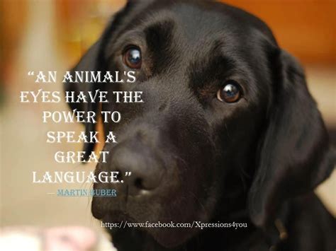 An Animals Eyes Have The Power To Speak A Great Language ~ Martin