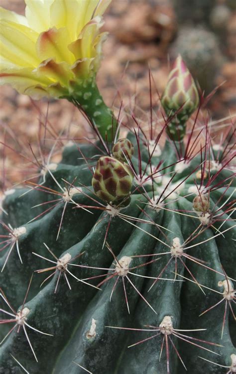 Los lithops, también llamados habitualmente cactus piedra o piedras vivas, son todo un género de suculentas. Thelocactus setispinus | Cactus y suculentas, Suculentas ...