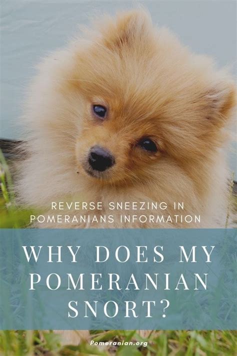 If the advertiser makes excuses why you cannot see the puppies mum, please walk away and report them to us. Pomeranian Reverse Sneeze | Pomeranian, Pomeranian dog, Pomeranian breed