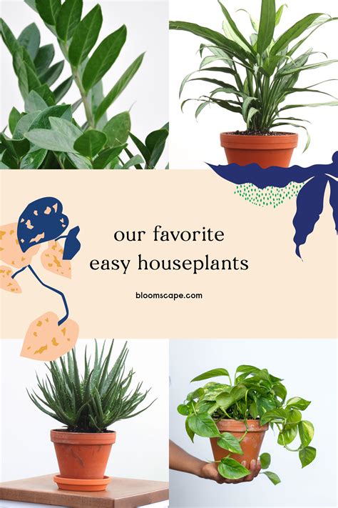 Healthy Potted Houseplants Delivered To Your Door—no Mess No Hassle The New And Easiest Way