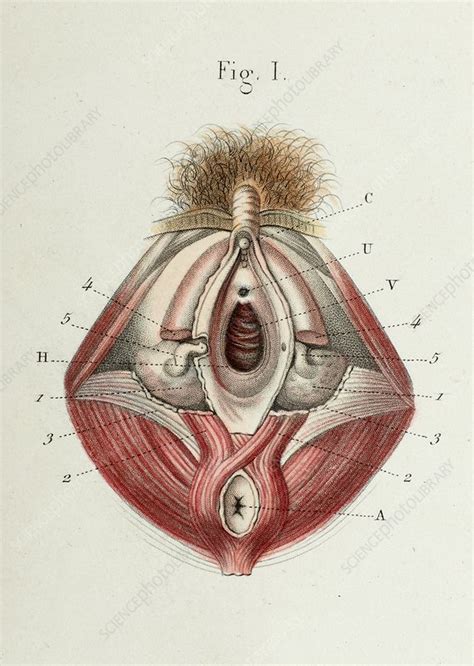Female body internal organs chart with labels on white background. Internal and external female genitals, 1866 illustration - Stock Image - C042/5034 - Science ...