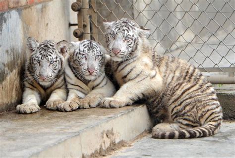 White Tiger Triplets Make 1st Public Appearance At Qingling Wildlife